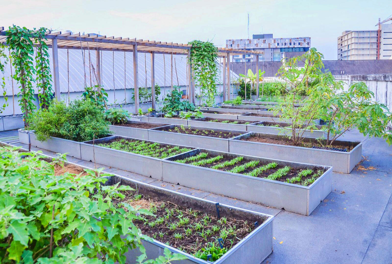 Apartment/Condominium type of edible roof garden