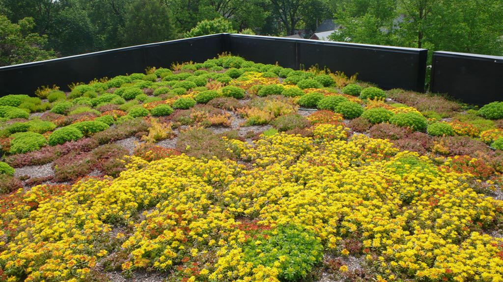 Extensive green roof