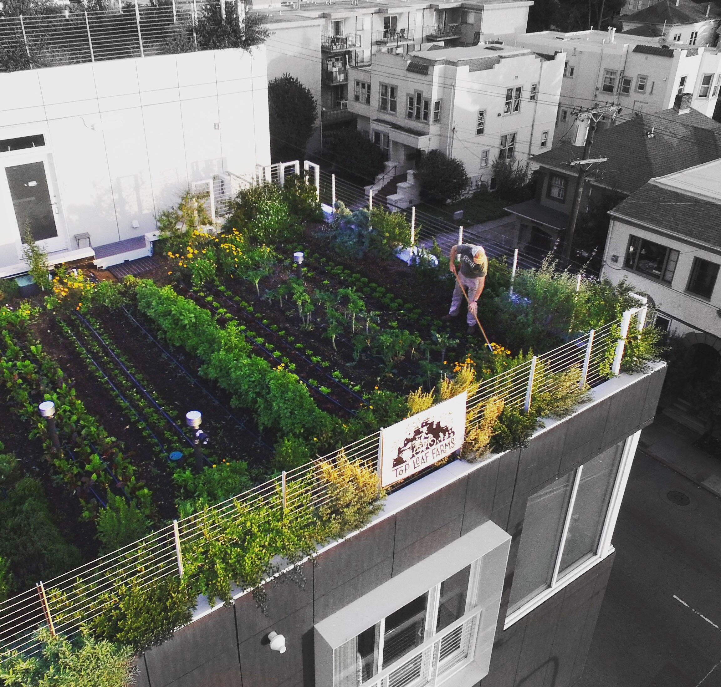 Rooftop edible garden - Top Leaf Farms