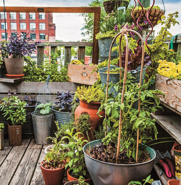 Edible rooftop pot varieties