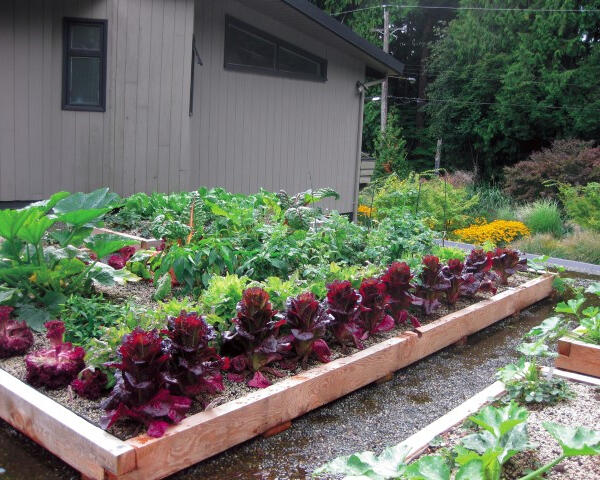 Garage vegetable roof garden