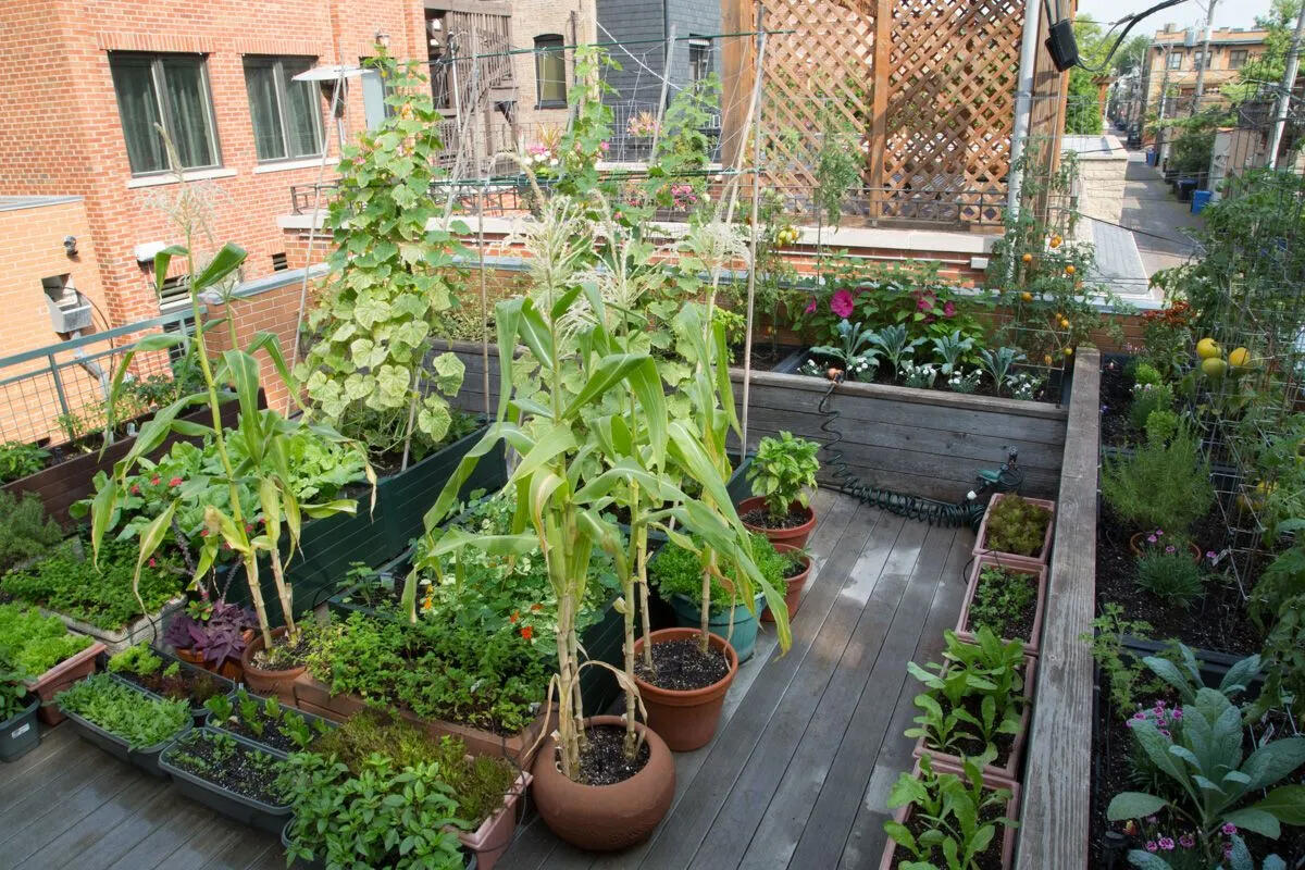 Roof terrace with potted and container plants, including edibles