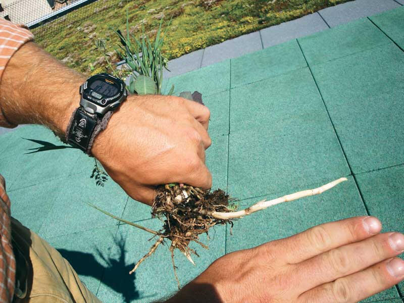 tap root damage on green roofs