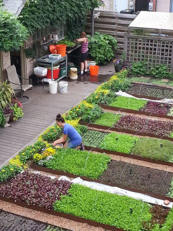 Edible rooftop garden maintenance