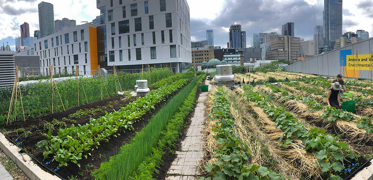 Toronto Metropolitan University edible roof gardens